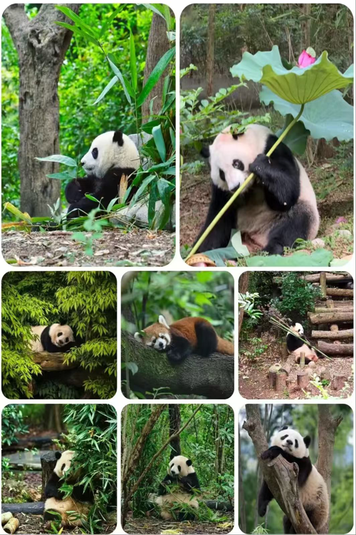 Chengdu giant panda