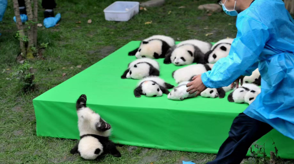 Giant panda at Chengdu Panda Base