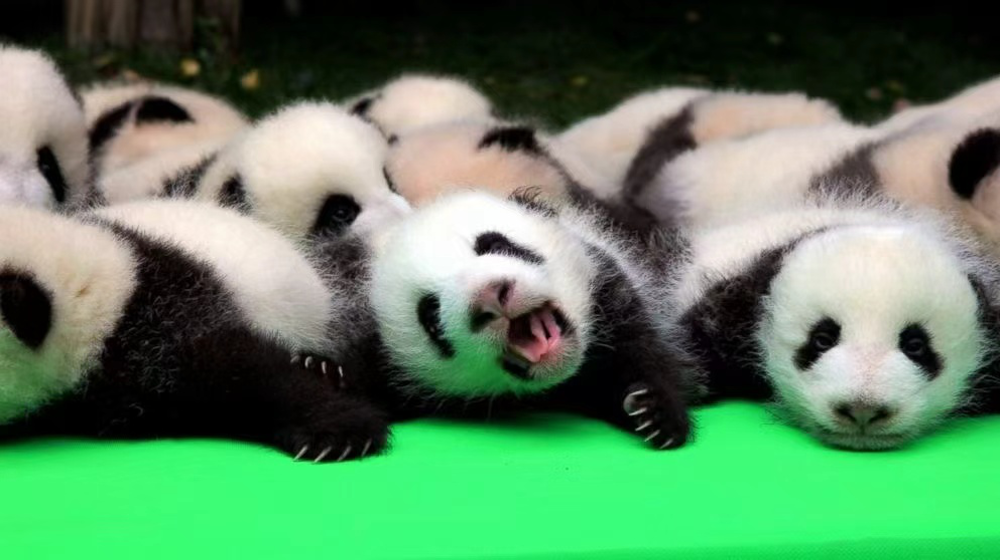 Chengdu Research Base of Giant Panda Breeding