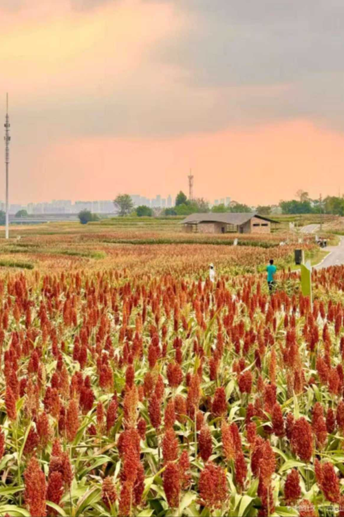 Sansheng Flower Township