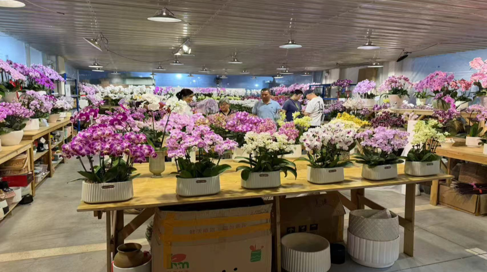 Sansheng Flower Township flowers