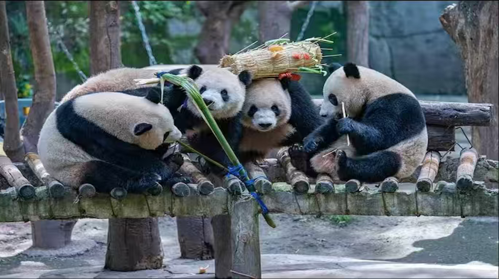 Giant panda at Chongqing Zoo